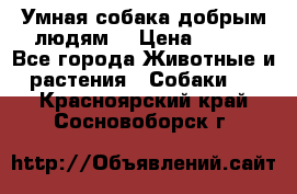 Умная собака добрым людям. › Цена ­ 100 - Все города Животные и растения » Собаки   . Красноярский край,Сосновоборск г.